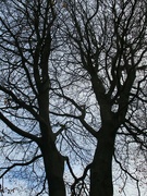 17th Nov 2022 - Branches of the St. Charles Beech Tree.
