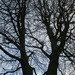 Branches of the St. Charles Beech Tree. by grace55
