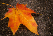 17th Nov 2022 - Just another fallen leaf