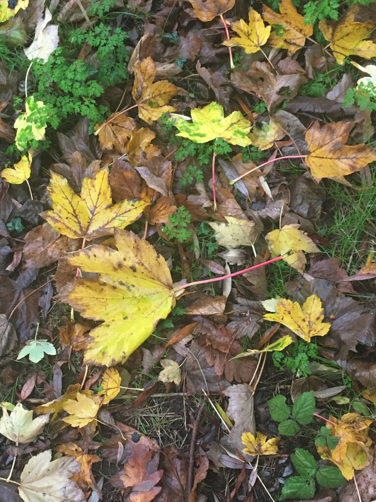 Autumn carpet by 365anne