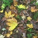 Autumn carpet by 365anne