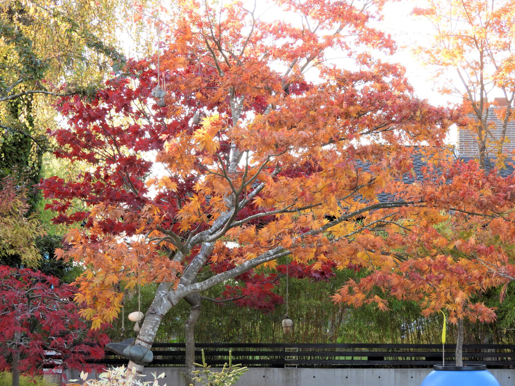Fall Neighborhood Colors by seattlite