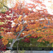 Fall Neighborhood Colors by seattlite
