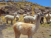 20th Oct 2022 - Llamas and alpacas grazing on the high altiplano