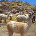 Llamas and alpacas grazing on the high altiplano by marianj
