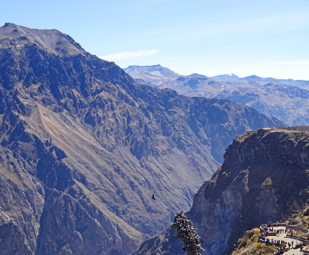 Colca Canyon with condor by marianj