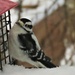 Downy female Woodpecker  by radiogirl