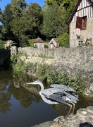 17th Nov 2022 - Heron