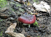 17th Nov 2022 - Another toadstool! 