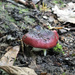 Another toadstool!  by bigmxx