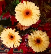 18th Nov 2022 -   Pick of the Birthday Bouquet ~ 