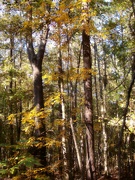 18th Nov 2022 - Autumn woods 3...