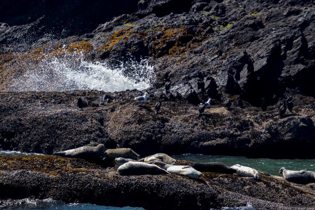 Seals at Yaquina Head Lighthouse, Oregon by swchappell