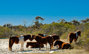 17th Nov 2022 - Assateaque Island Horses