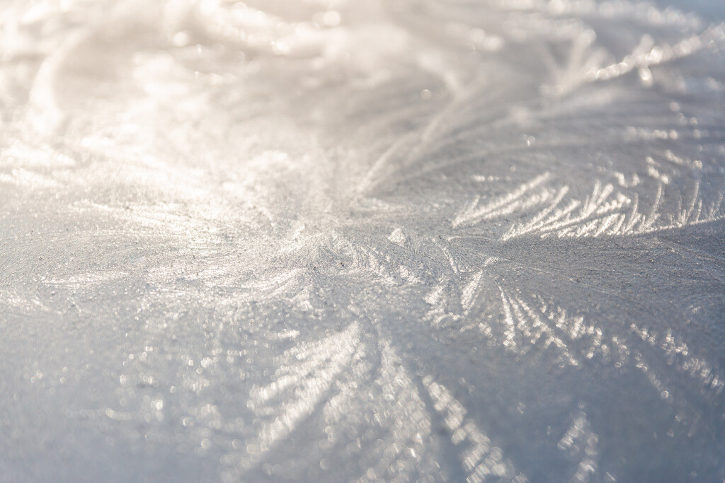 Frost on the Car Hood by tina_mac