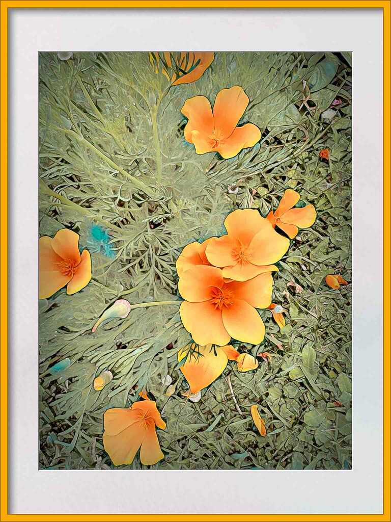 Californian poppies by pusspup