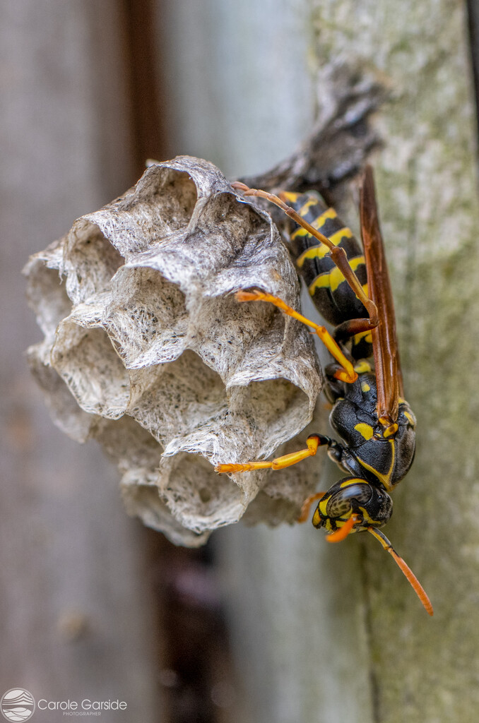 Wicked Wasp by yorkshirekiwi