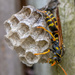 Wicked Wasp by yorkshirekiwi