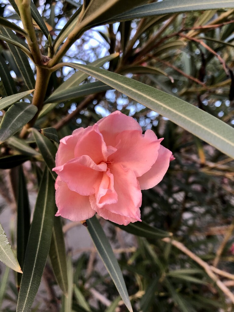 Neighbor’s Oleander  by loweygrace