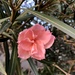 Neighbor’s Oleander  by loweygrace