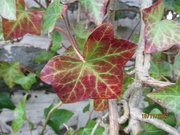 18th Nov 2022 - Varigated Ivy 