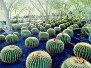 18th Nov 2022 - A Desert Art Garden