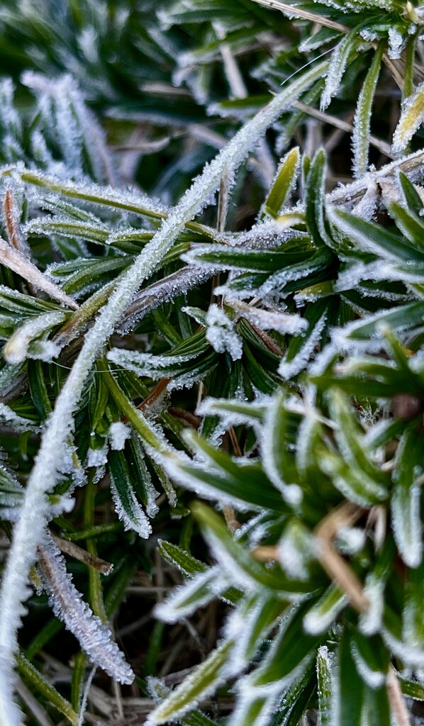 Frosty Liriope by k9photo