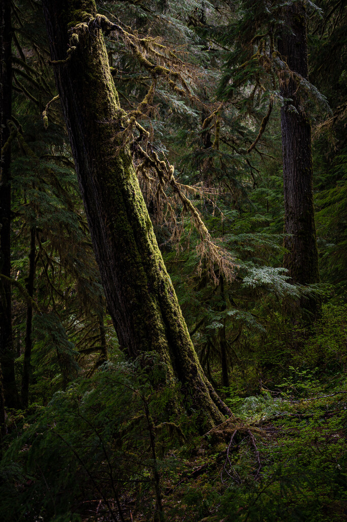 Spot Light in the Forest by theredcamera