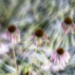 Echinacea Movement by kvphoto