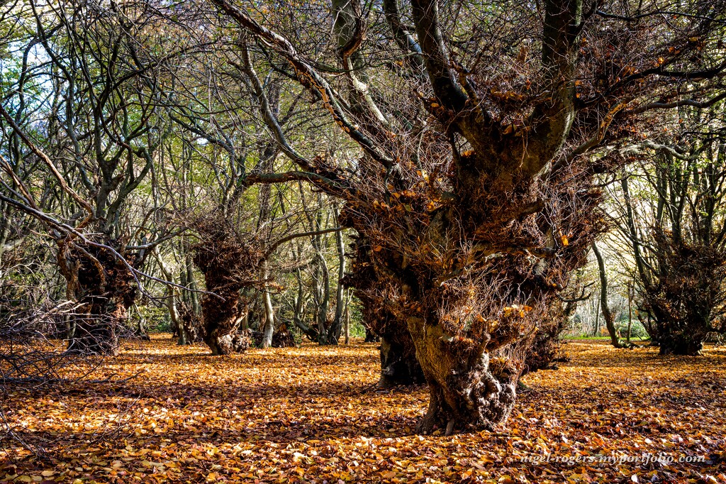 Old Trees by nigelrogers