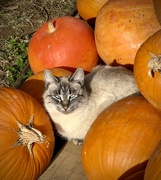 18th Nov 2022 - Kitty in the Pumpkins