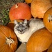 Kitty in the Pumpkins by calm