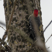 18th Nov 2022 - red-bellied woodpecker 