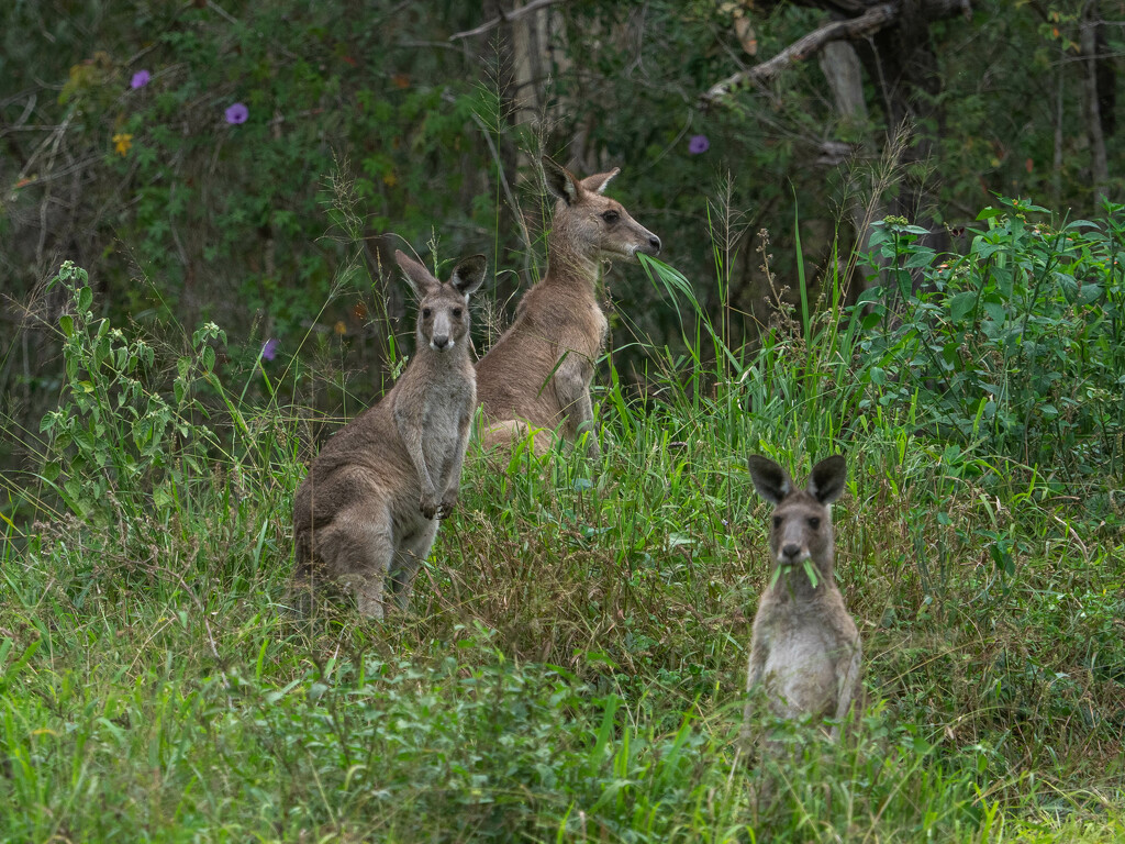 Kangaroos at dinnertime by gosia