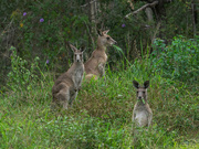 18th Nov 2022 - Kangaroos at dinnertime