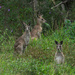 Kangaroos at dinnertime by gosia