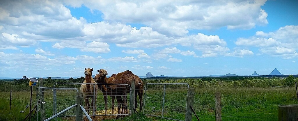 A Camel Farm & the Glasshouse Mountains ~  by happysnaps