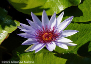 17th Nov 2022 - Water Lily