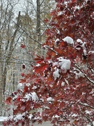 17th Nov 2022 - From our first snowfall (last week)