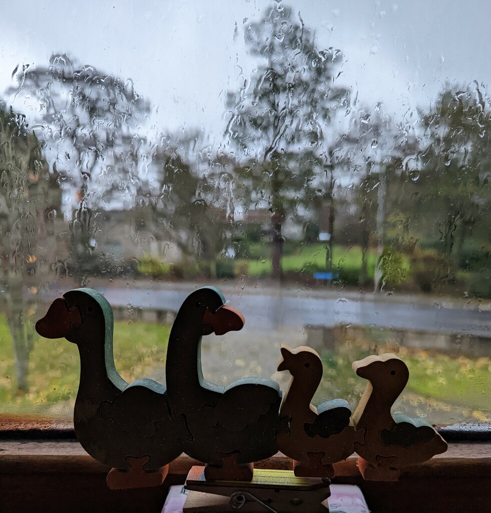 A day for ducks... by sarah19