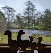 18th Nov 2022 - A day for ducks...