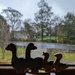 A day for ducks... by sarah19