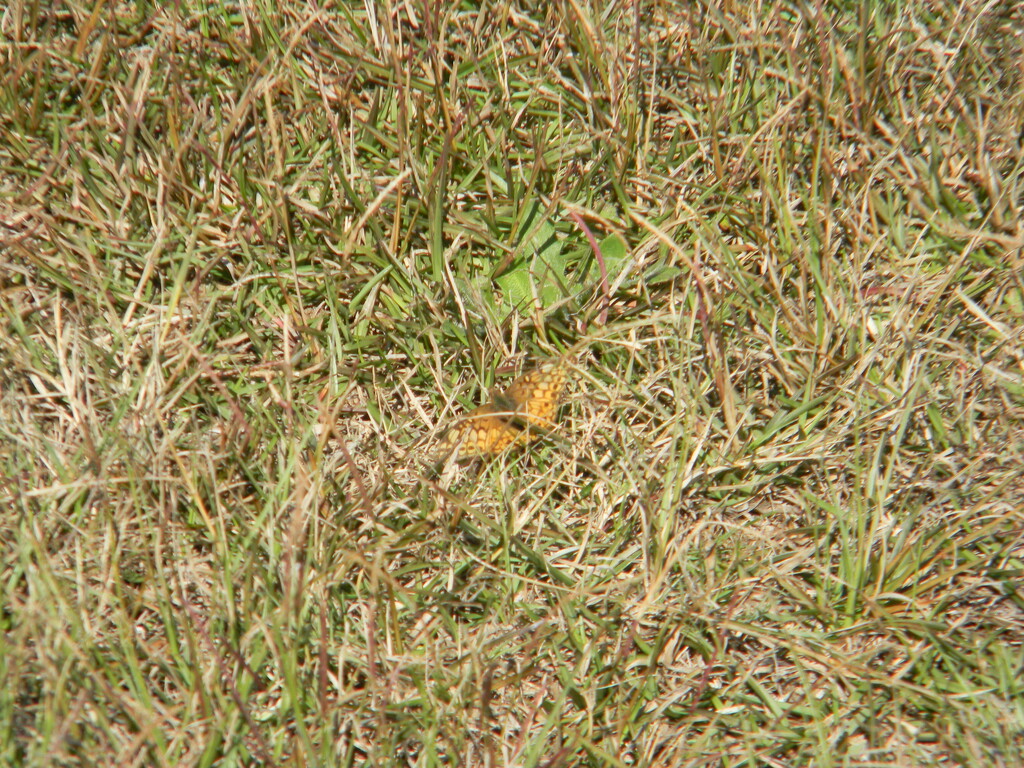 Butterfly in Grass  by sfeldphotos