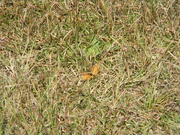 18th Nov 2022 - Butterfly in Grass 