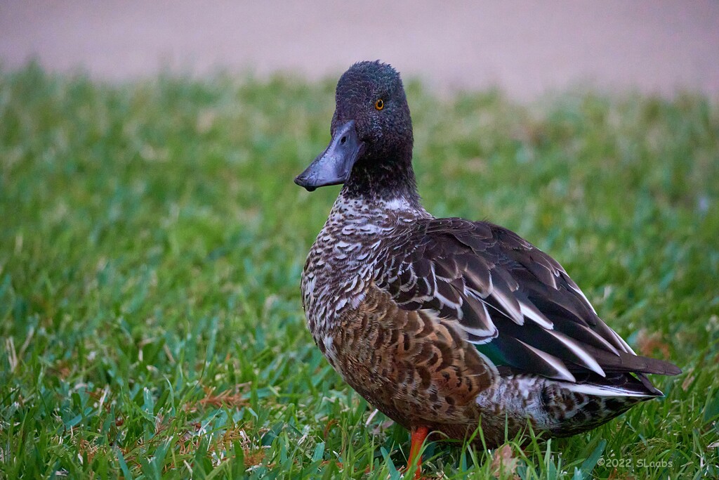 321-365 NS Duck by slaabs
