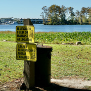 14th Nov 2022 - Why would anyone harass an alligator?
