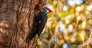 18th Nov 2022 - Pileated Woodpecker!