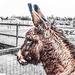 Donkey  by stuart46
