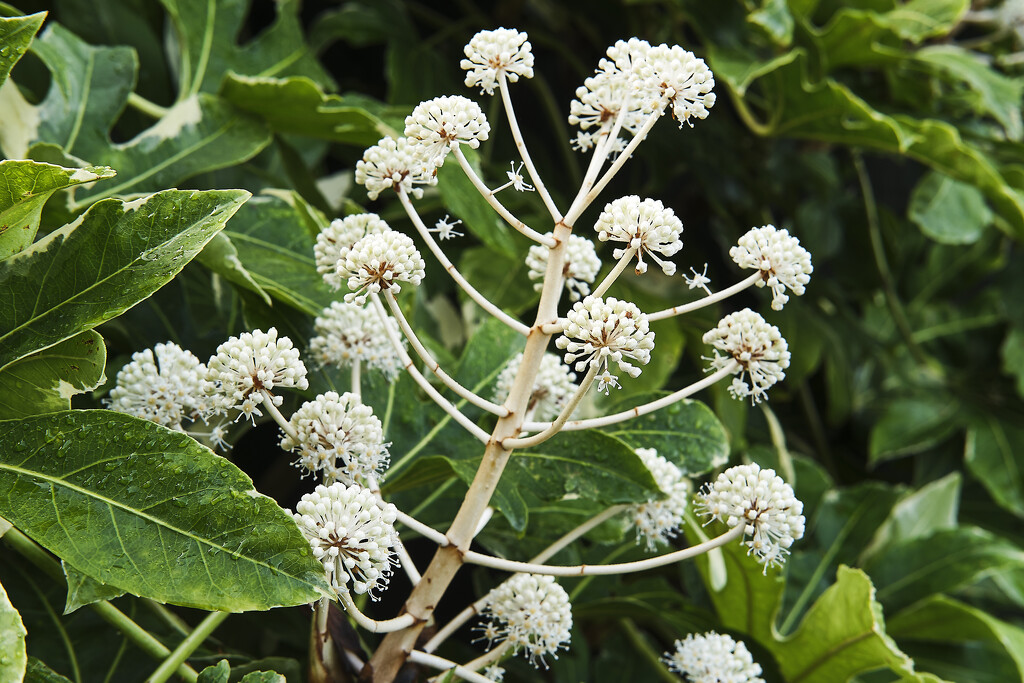 fatsia by kametty