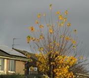 19th Nov 2022 - Autumn golden leaves remaining.
